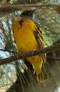 Village Weaver