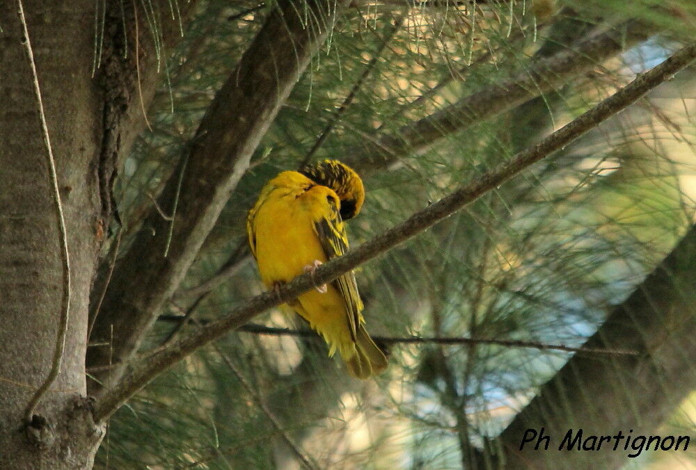 Village Weaver, identification