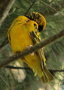 Village Weaver