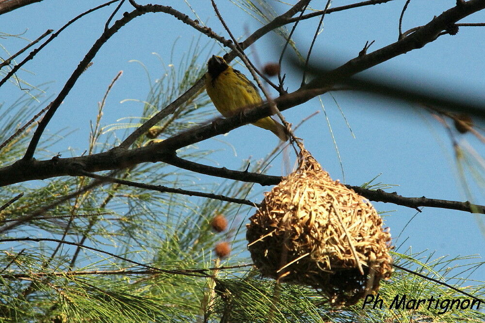 Village Weaver, identification