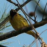 Village Weaver