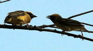 Village Weaver