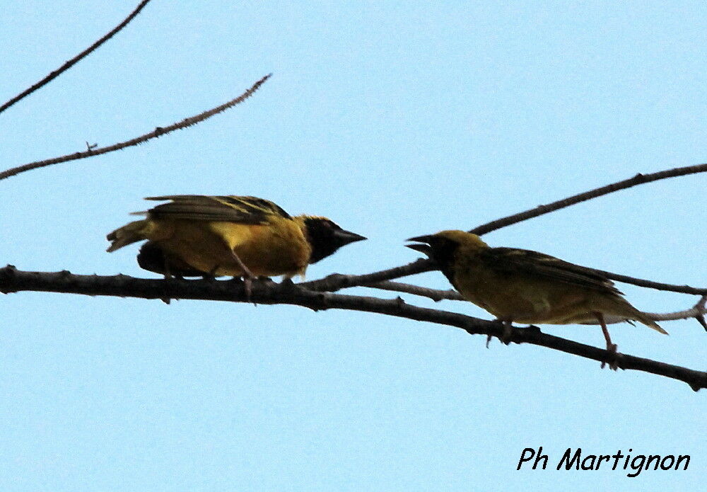 Village Weaver, identification