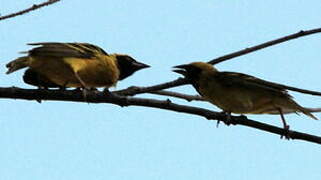 Village Weaver