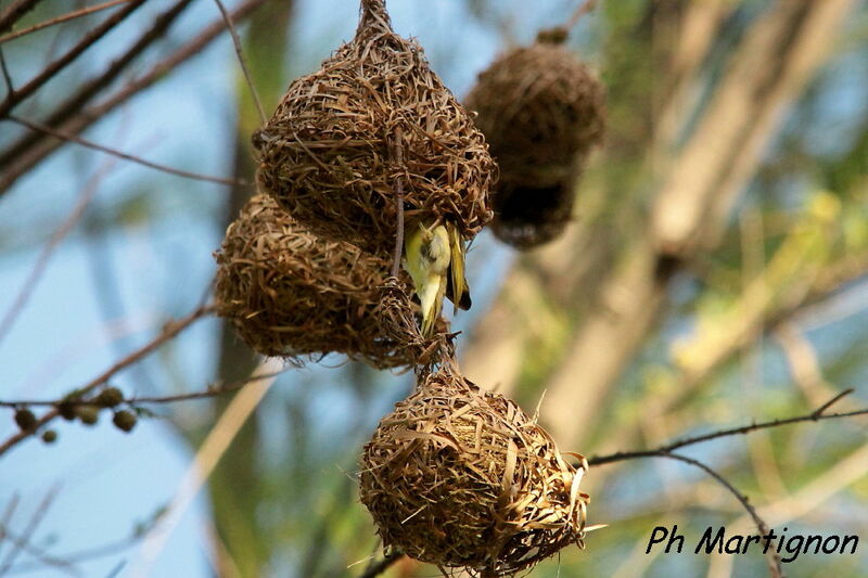 Village Weaver, identification, Reproduction-nesting