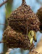 Village Weaver