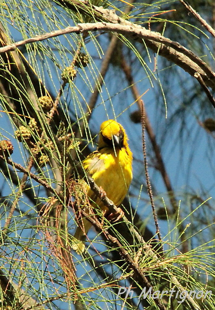 Village Weaver, identification