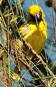 Village Weaver