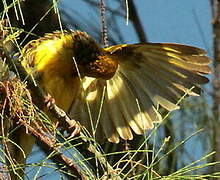 Village Weaver