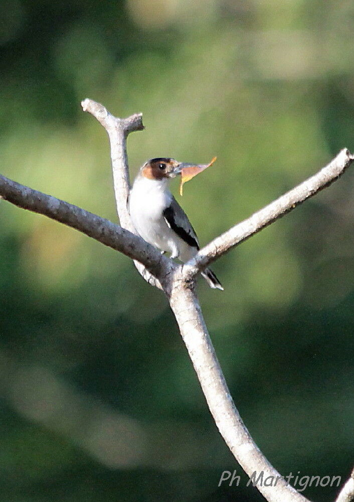 Tityre à tête noire femelle, identification