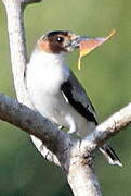 Black-crowned Tityra