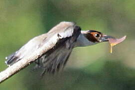 Black-crowned Tityra