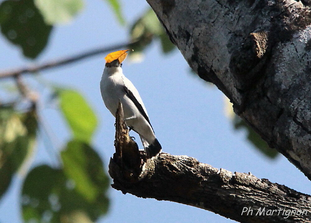 Black-crowned Tityra male, identification