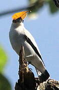 Black-crowned Tityra