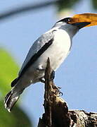 Black-crowned Tityra