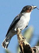 Black-crowned Tityra