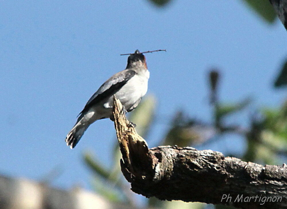 Black-crowned Tityra female, identification