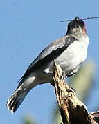 Black-crowned Tityra