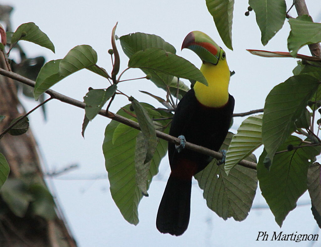 Toucan à carène