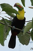 Toucan à carène