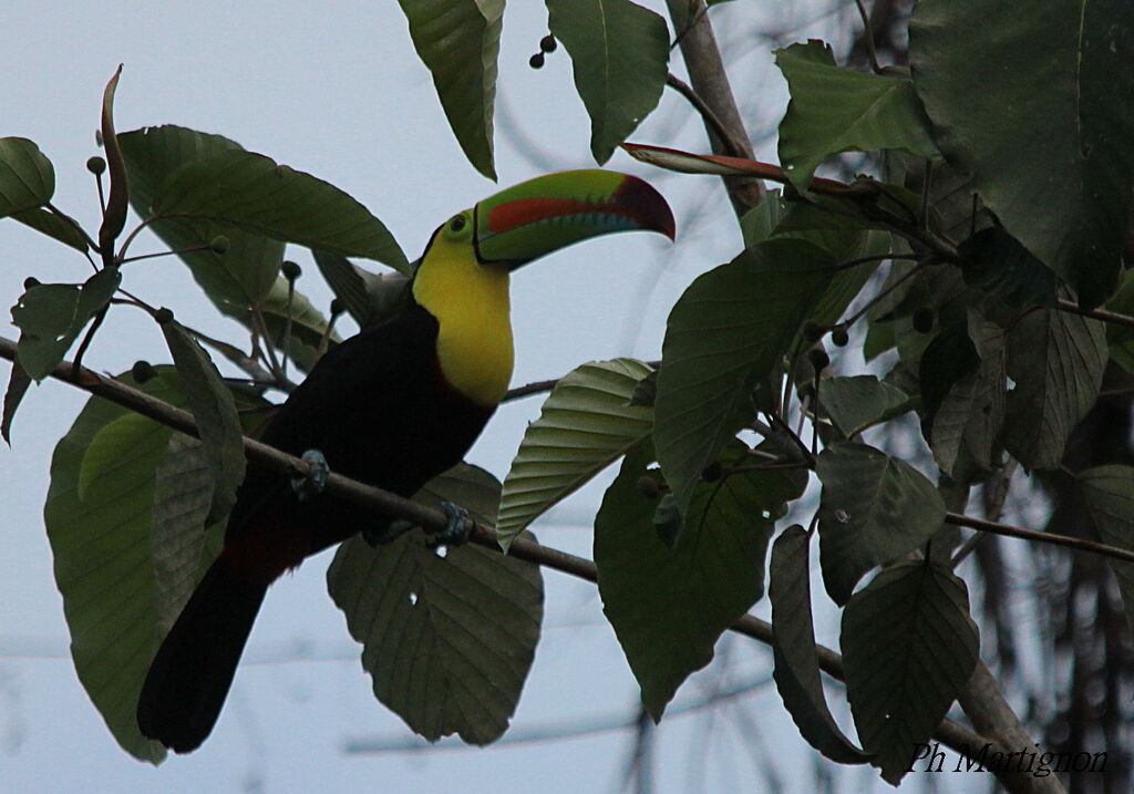 Toucan à carène