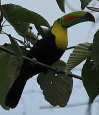 Toucan à carène