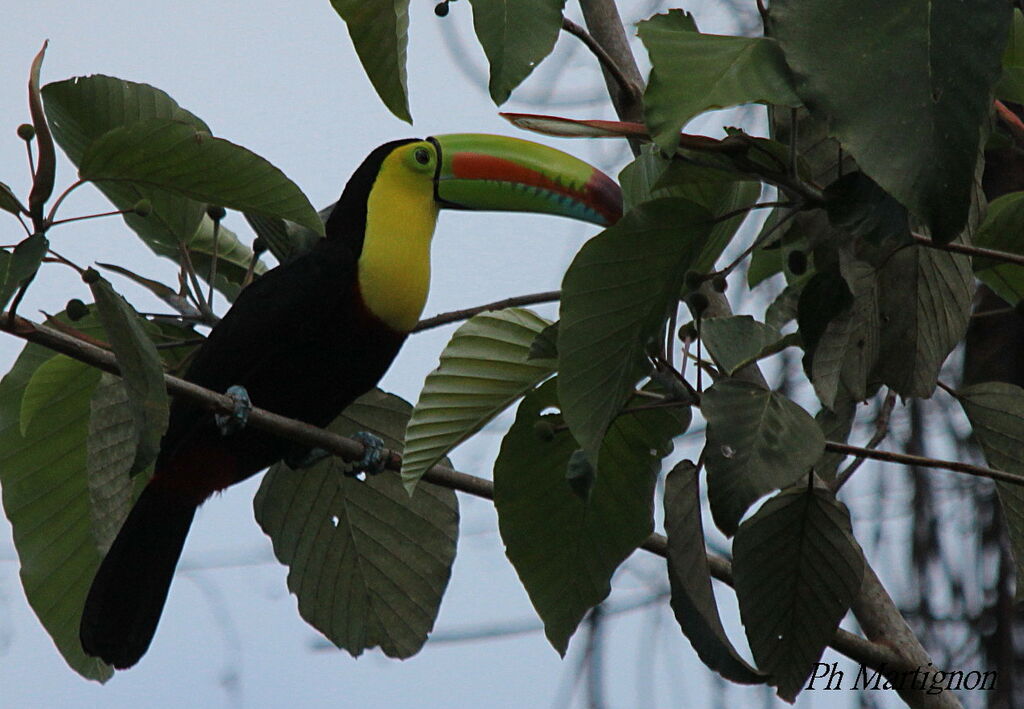 Keel-billed Toucan