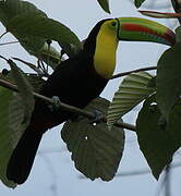 Toucan à carène