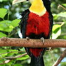 Toucan à ventre rouge