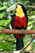 Green-billed Toucan