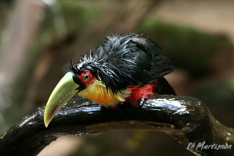 Green-billed Toucan