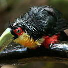 Toucan à ventre rouge