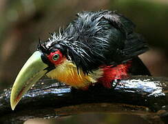 Green-billed Toucan