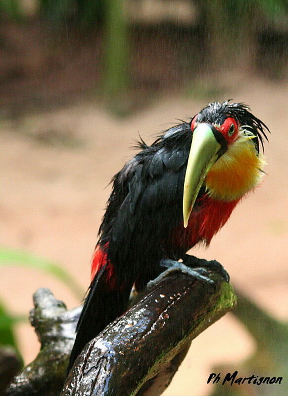 Green-billed Toucan