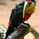 Toucan à ventre rouge