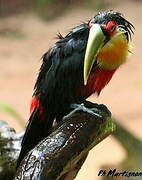 Red-breasted Toucan