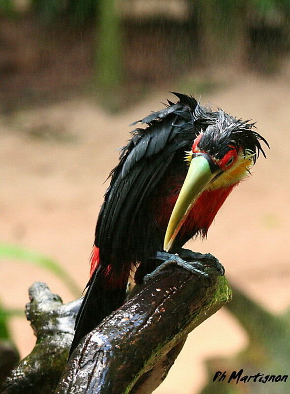 Green-billed Toucan