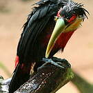 Toucan à ventre rouge