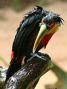 Green-billed Toucan