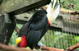 White-throated Toucan (cuvieri)