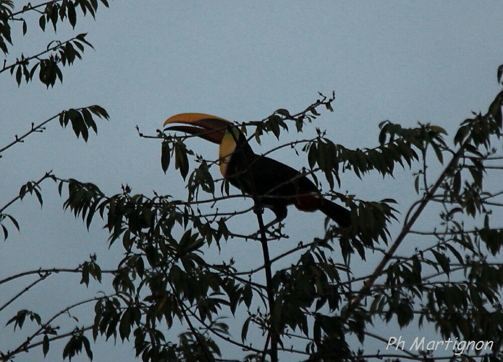 Toucan tocard, identification