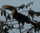 Toucan tocard