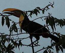 Yellow-throated Toucan