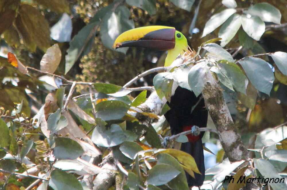 Toucan tocard, identification