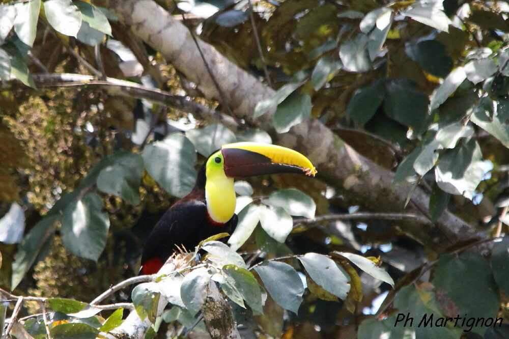 Toucan tocard, identification