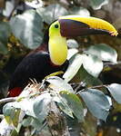 Toucan tocard