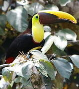 Yellow-throated Toucan