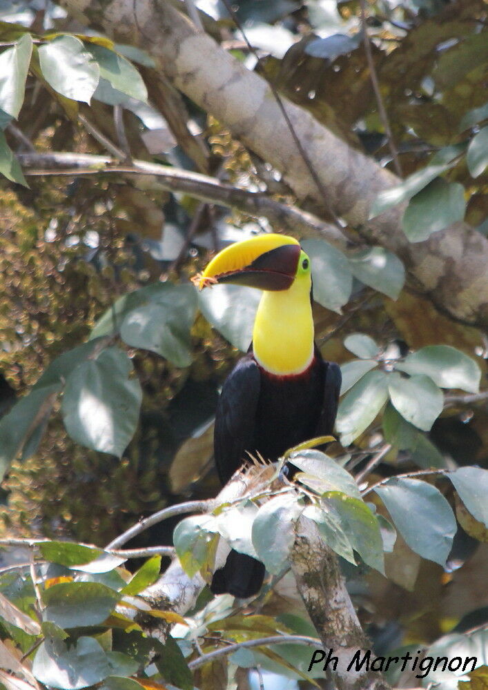 Toucan tocard, identification