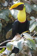 Yellow-throated Toucan