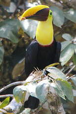 Toucan tocard